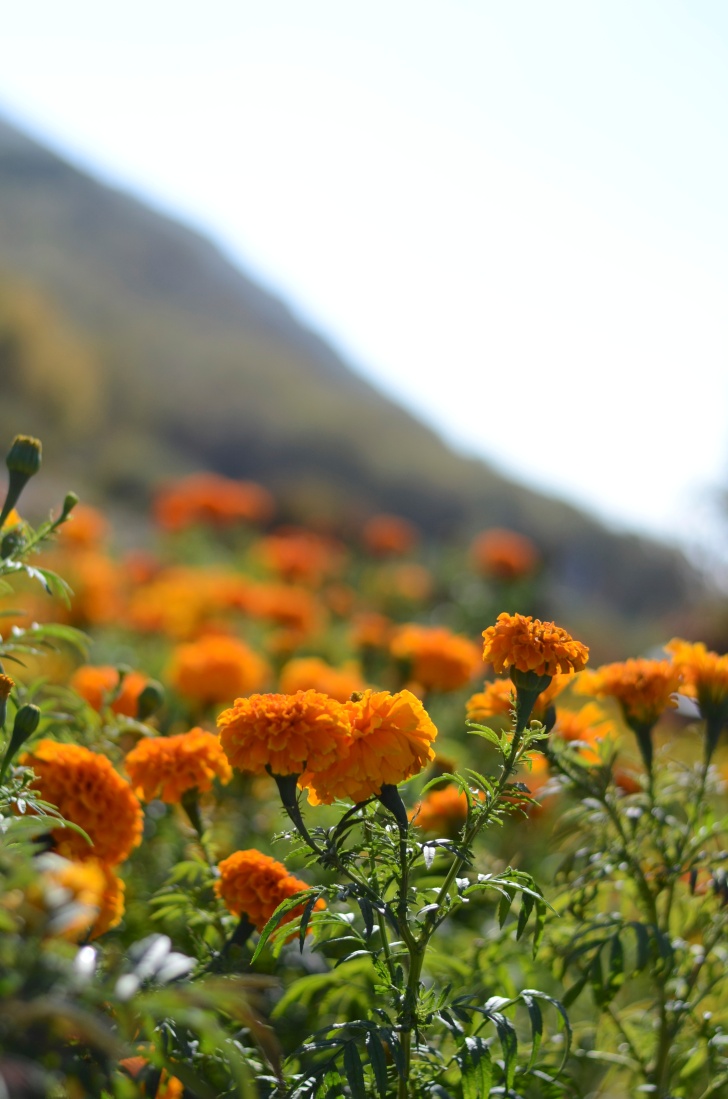 flower_picking_california_autumn2